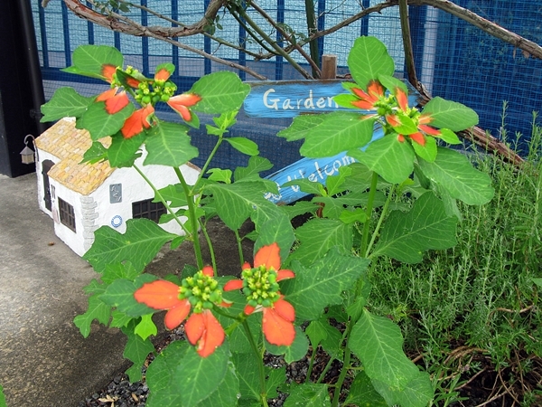 f0129726_21130190.jpg