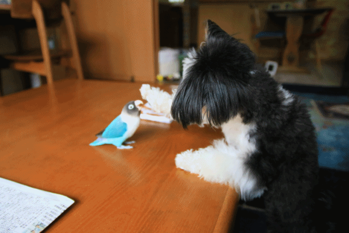 c0145250_09593067.gif