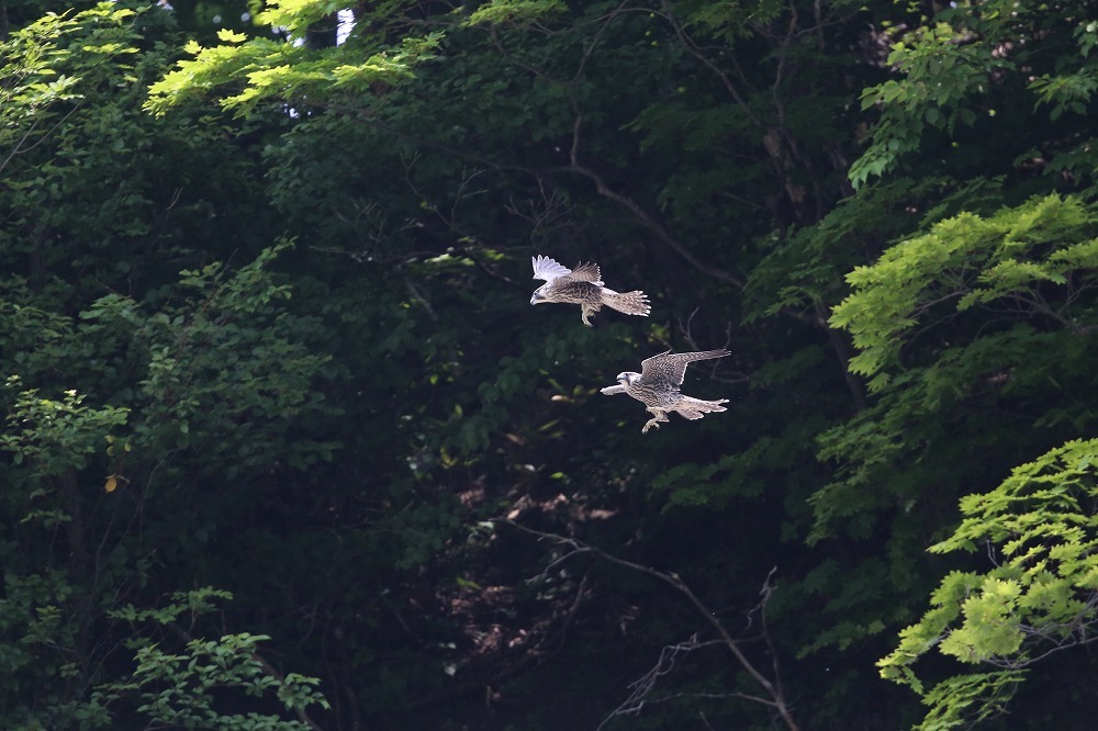f0347565_11341201.jpg