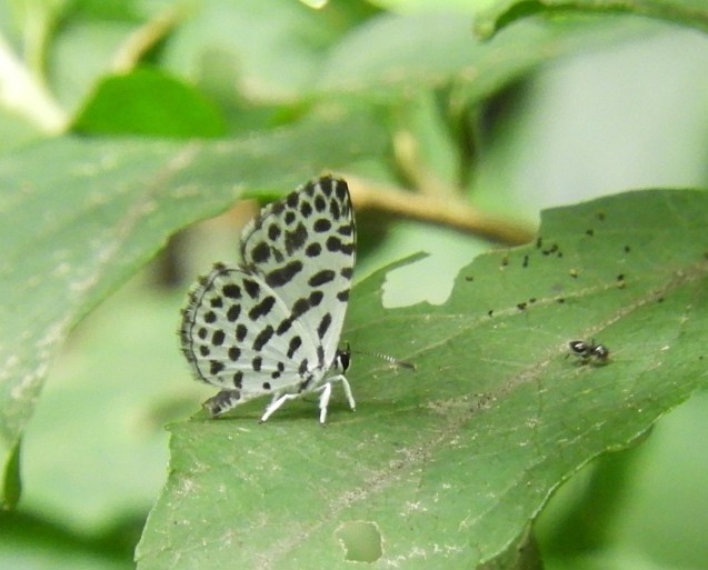 f0378979_17333943.jpg