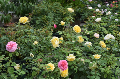 f0360784_11191524.jpg