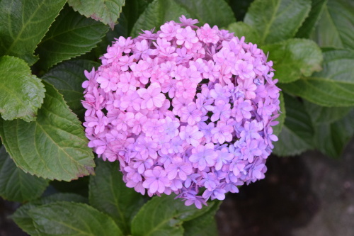 f0360784_11205450.jpg