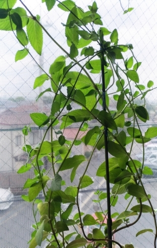 c0184989_10255926.jpg