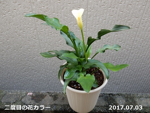 e0033229_20461990.jpg