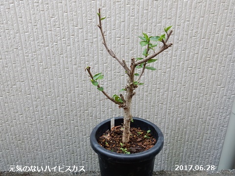 e0033229_20554987.jpg