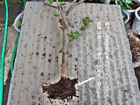 e0033229_205855100.jpg