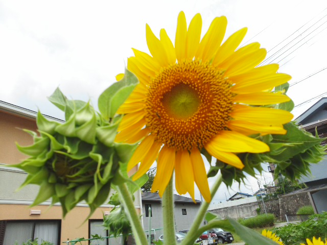 f0061067_16502013.jpg