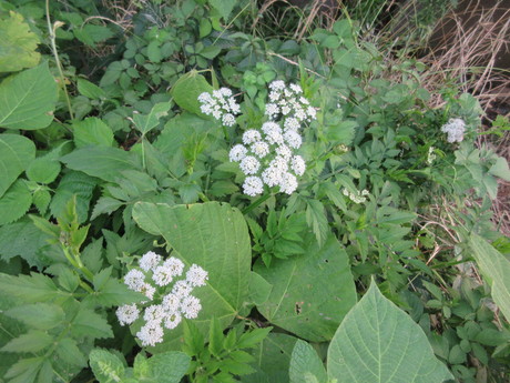 a0203003_21202737.jpg