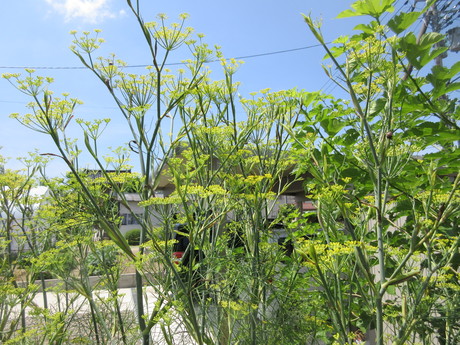 a0203003_21225519.jpg