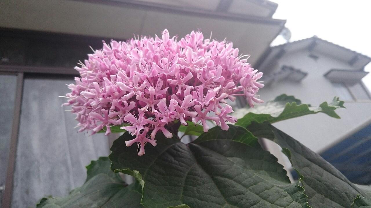 e0350415_00232377.jpg