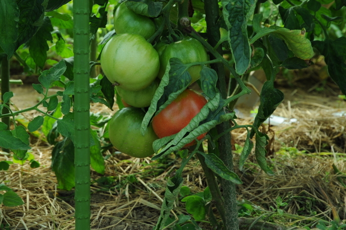 c0172234_23143617.jpg