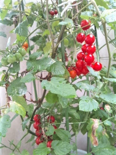 e0080346_13162584.png