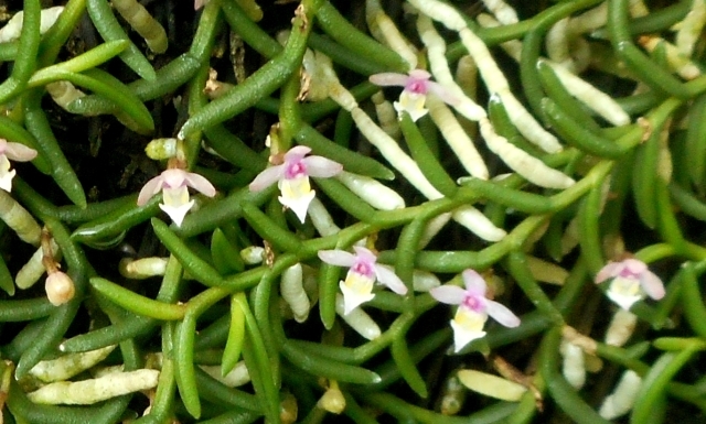 a0353447_21055347.jpg