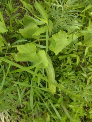 c0330749_20571833.jpg