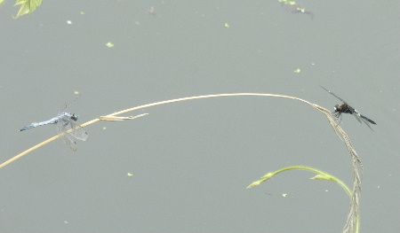 e0172950_2113551.jpg