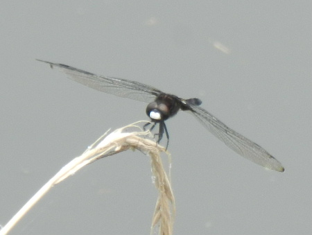 e0172950_21225869.jpg