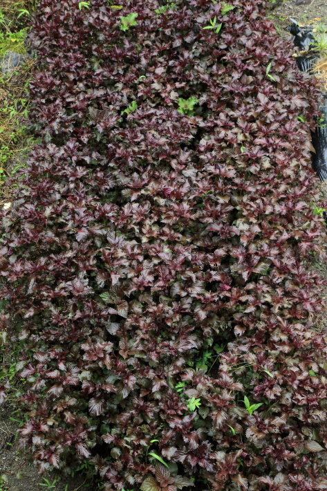 c0358784_16565257.jpg