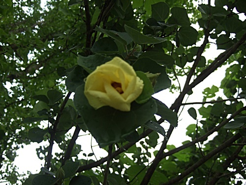 e0086885_19251274.jpg