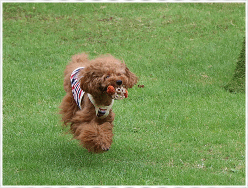 b0175688_00110220.gif