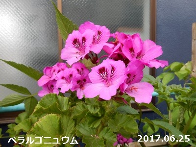 e0033229_18111137.jpg