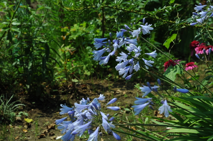 c0172234_22432506.jpg