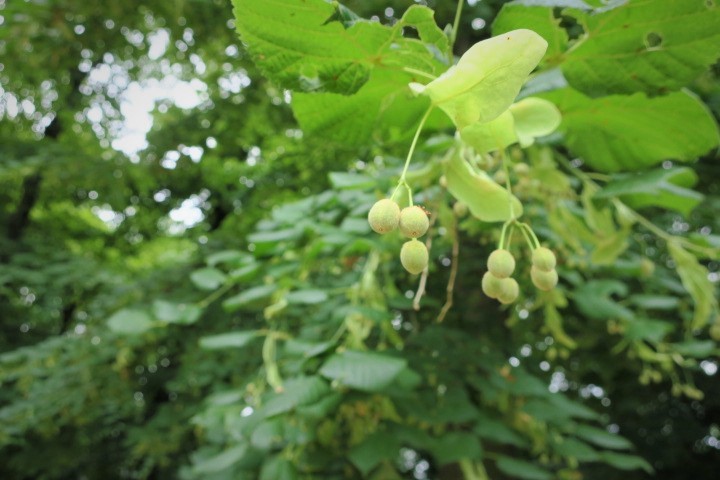 e0300042_23002285.jpg
