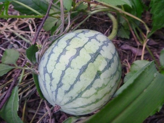 e0037849_11562698.jpg