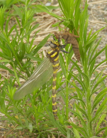 e0172950_21261659.jpg