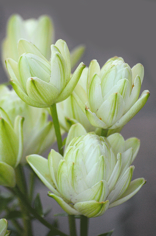 a0001354_00304333.gif