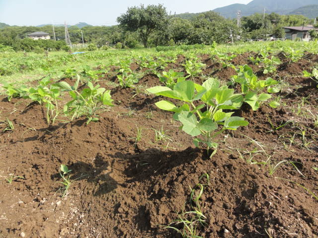 e0126861_08513077.jpg
