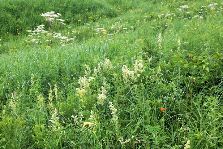 c0248473_20104928.jpg