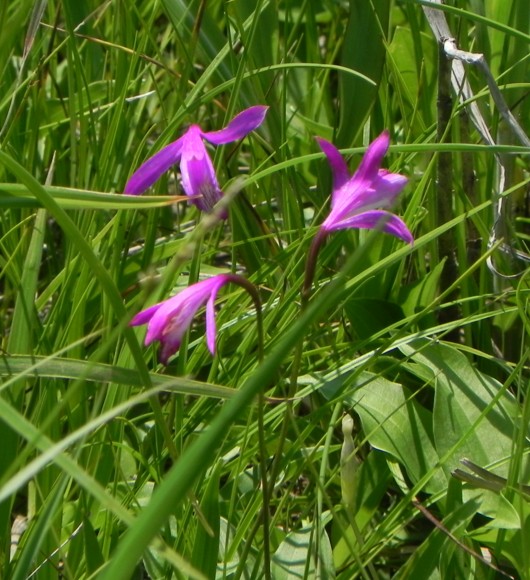 c0144185_1435952.jpg
