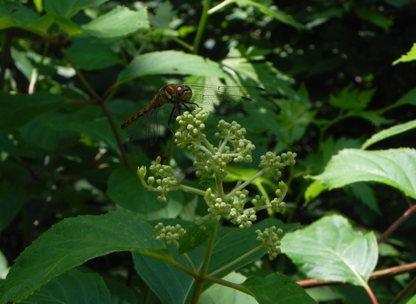 c0144185_22174641.jpg