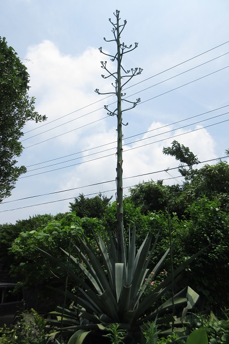 c0204385_22322263.jpg