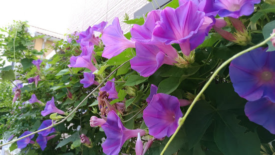 f0053885_20190961.jpg
