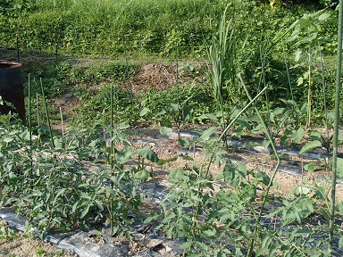 c0187298_13164864.jpg