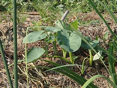 c0187298_13171092.jpg