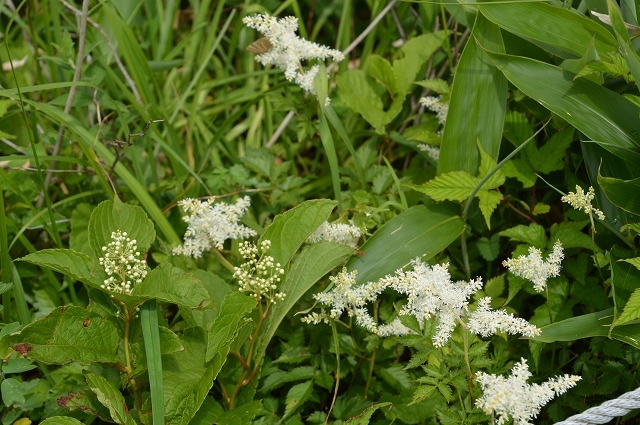 c0124100_14375065.jpg