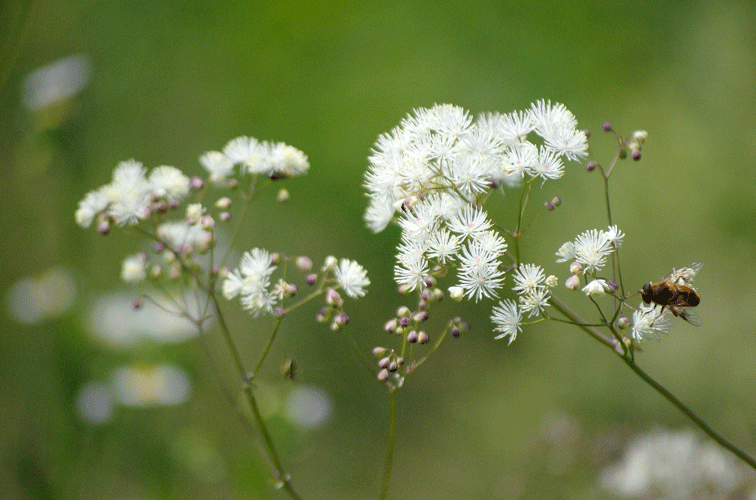 a0001354_22243936.gif