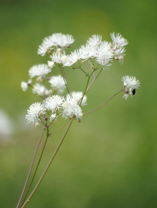 a0001354_22244932.gif