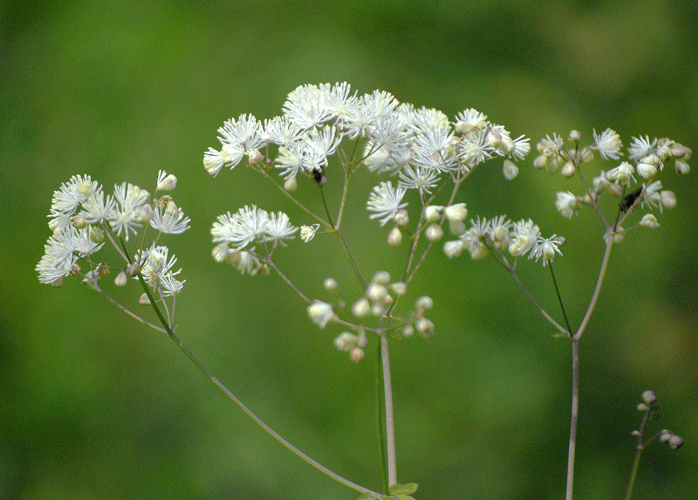 a0001354_22250001.gif