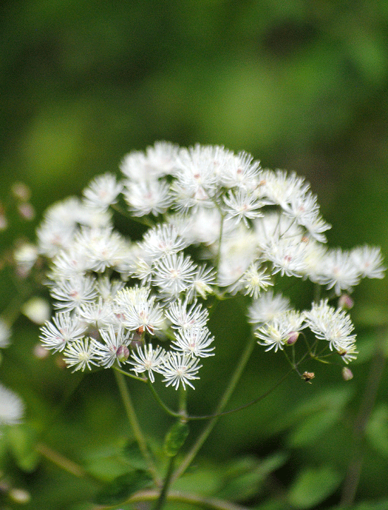 a0001354_22251917.gif
