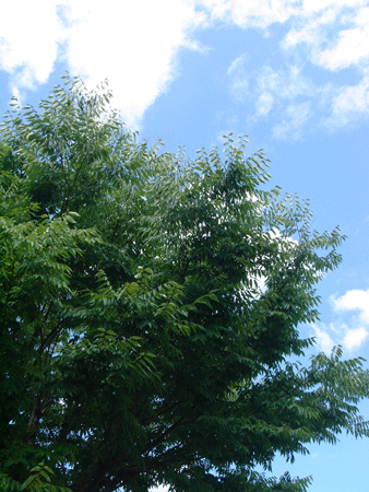 e0001558_14054927.gif