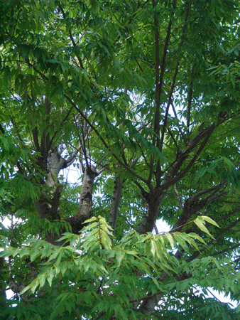 e0001558_14061561.gif