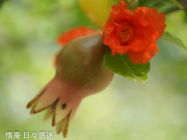 e0346064_12342827.gif