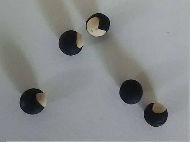 d0081485_10342490.jpg