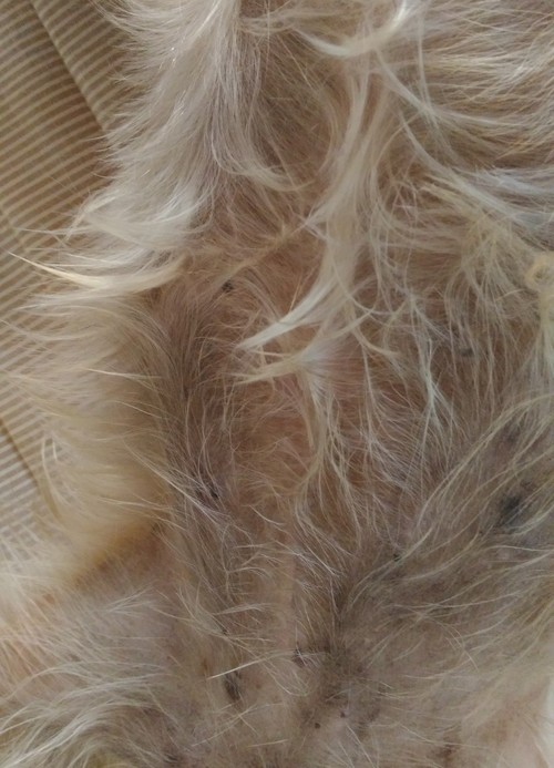 e0123587_21124568.jpg