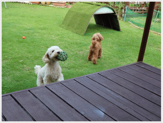 b0175688_00163954.gif