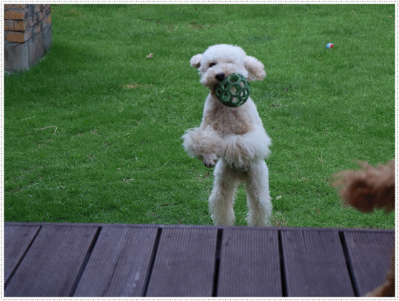 b0175688_00164765.gif