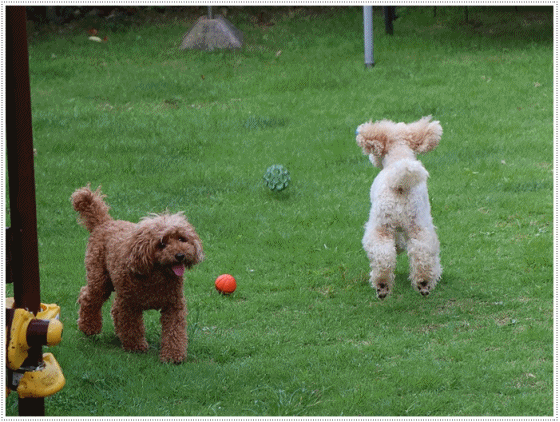 b0175688_00165269.gif
